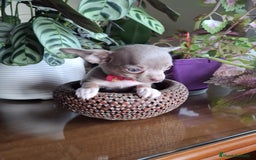 Chihuahua perros en venta: Chihuahuas  - Imagen 5