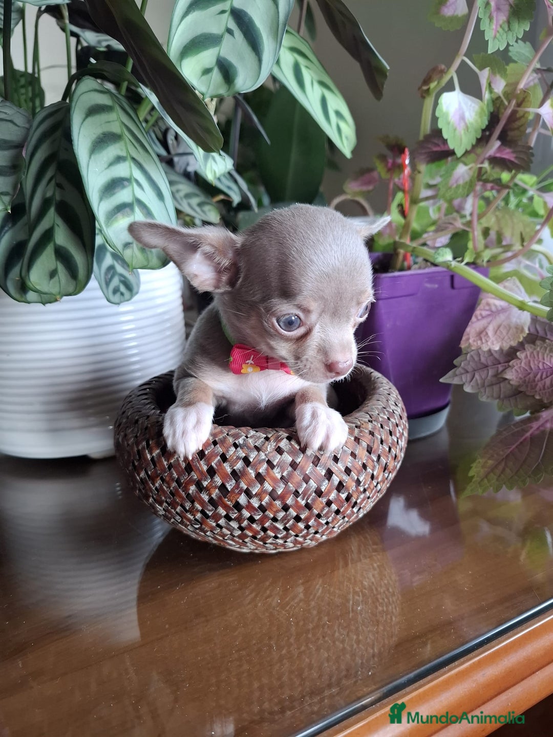 Chihuahua perros en venta: Chihuahuas  - Imagen 5
