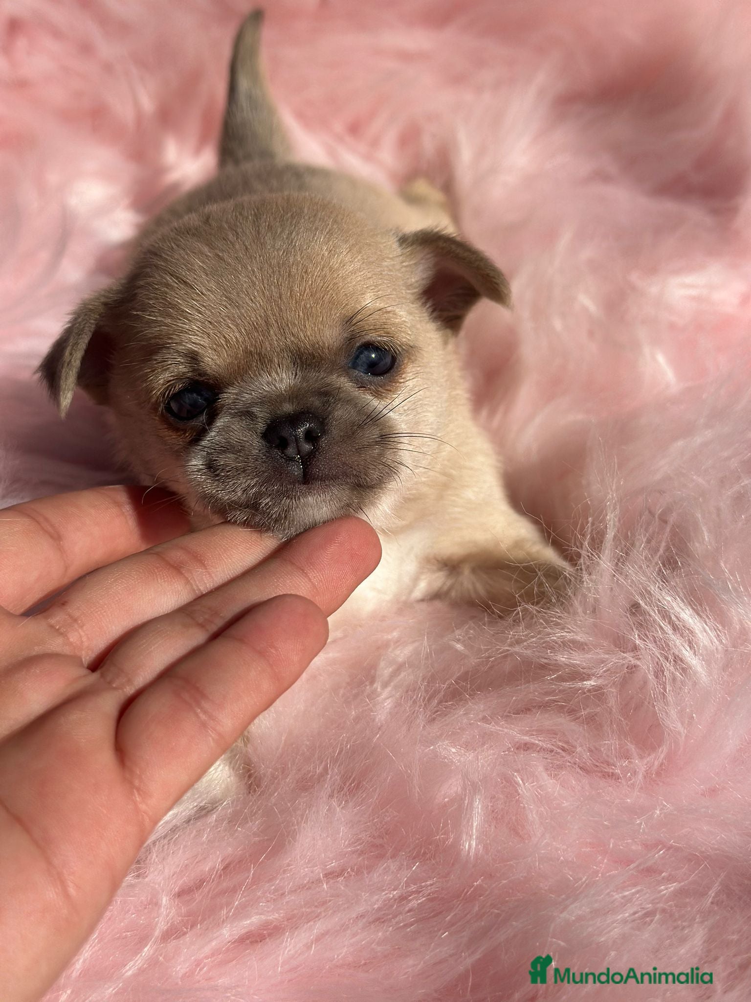 Chihuahua perros Chihuahua Toy Isabella  - Anuncio 31