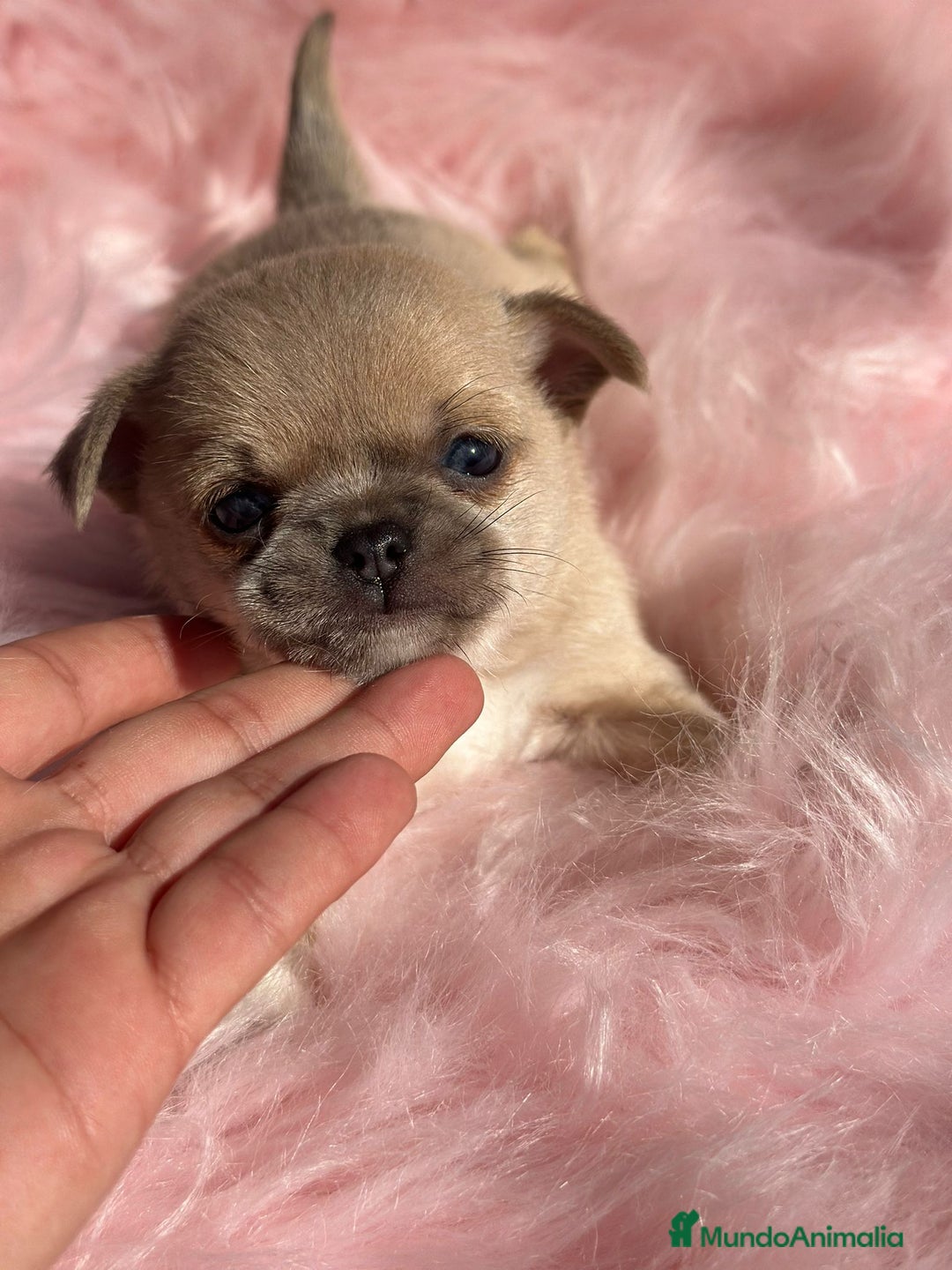 Chihuahua perros en venta: Chihuahua Toy Isabella  - Anuncio 1