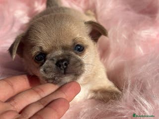 Chihuahua perros Chihuahua Toy Isabella - Anuncio 12