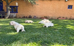 Golden Retriever perros en venta: Golden retriever  - Imagen 4