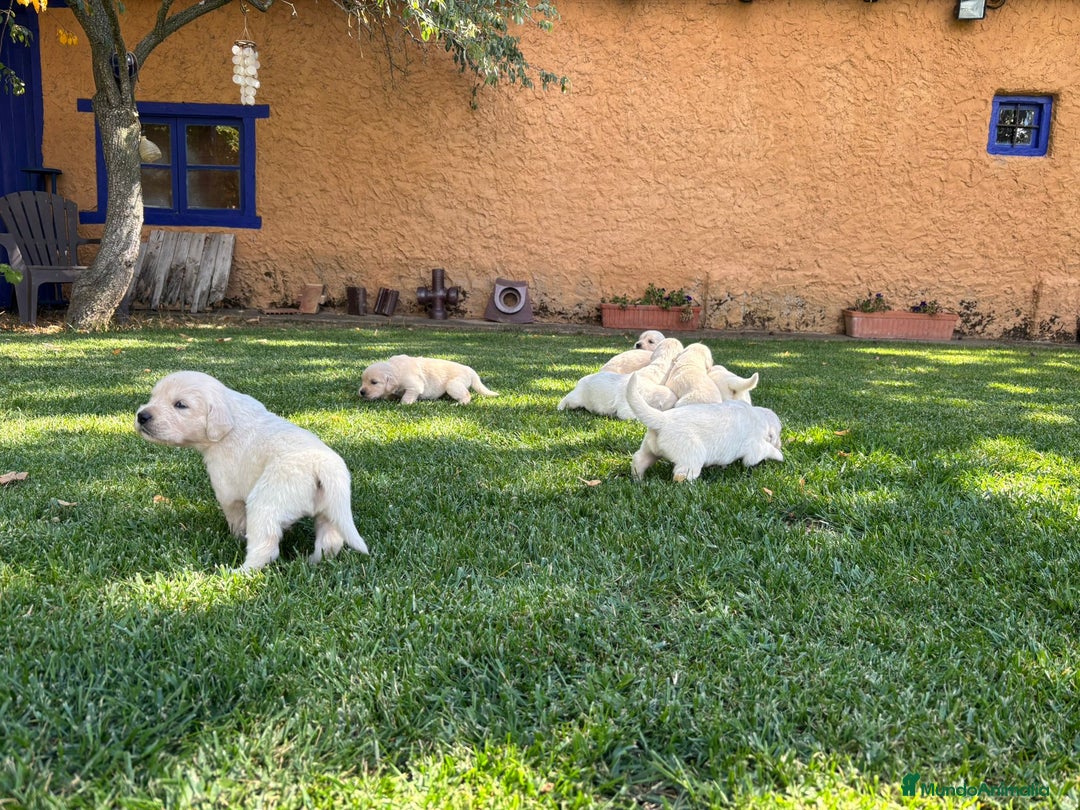 Golden Retriever perros en venta: Golden retriever  - Imagen 4
