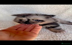 Pomerania perros en venta: Pomerania toys  - Imagen 5