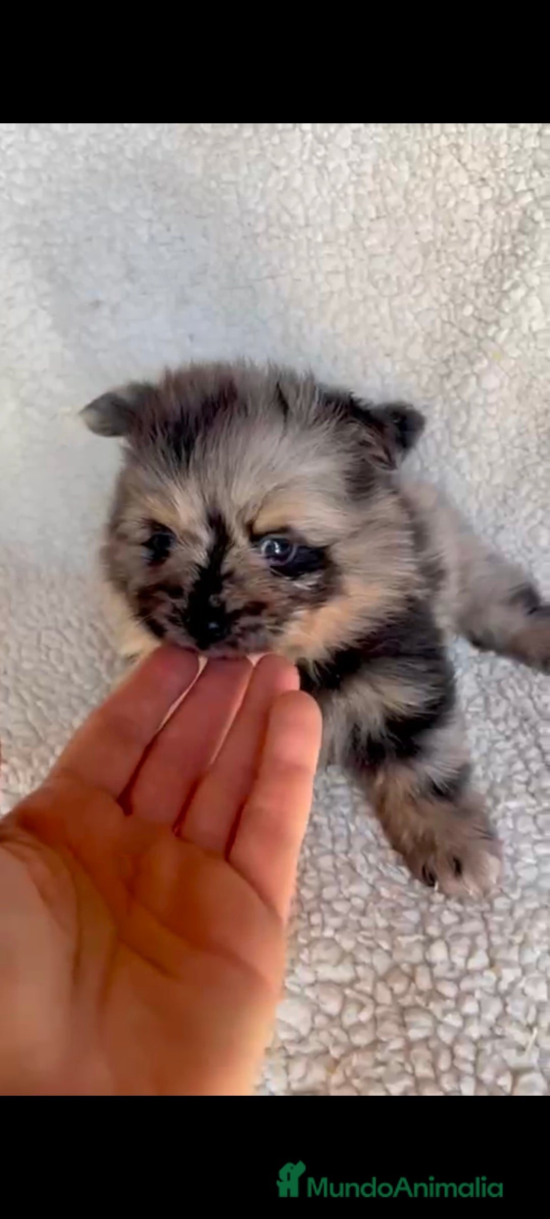 Pomerania perros en venta: Pomerania toys  - Imagen 5