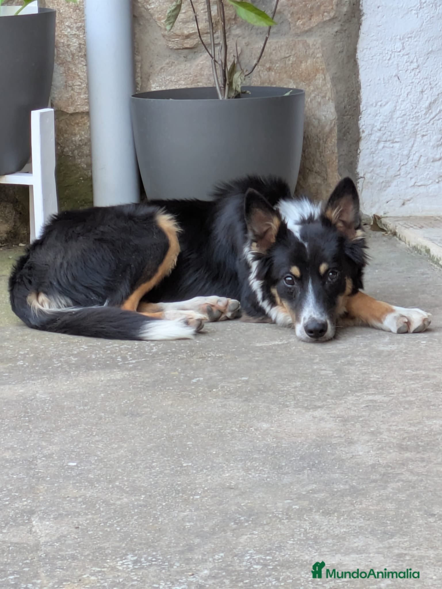 Raza Mixta perros Cesión de cruce de Border Collie - Anuncio 1