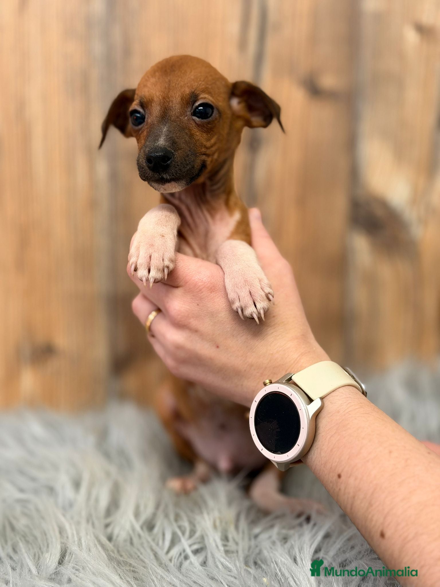 Pequeño Lebrel Italiano perros PICCOLO ITALIANO MARRÓN  - Anuncio 3