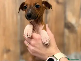 Pequeño Lebrel Italiano perros PICCOLO ITALIANO MARRÓN - Anuncio 21