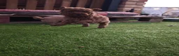 Caniche Toy perros en venta: Cachorros caniches toys rojos - Anuncio 8