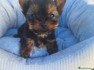 Yorkshire Terrier perros Cachorros de York en Murcia - Anuncio 1