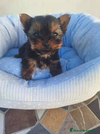 Yorkshire Terrier perros en Murcia - Anuncio 14