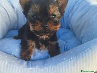Yorkshire Terrier perros Cachorros de York en Murcia - Anuncio 1