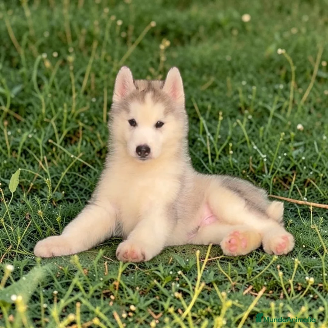 Husky Siberiano perros en venta: Husky siberiano - Anuncio 8
