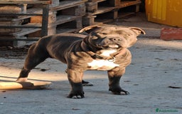 Staffordshire Bull Terrier perros en venta: Staffordshire bull terrier blue - Imagen 2
