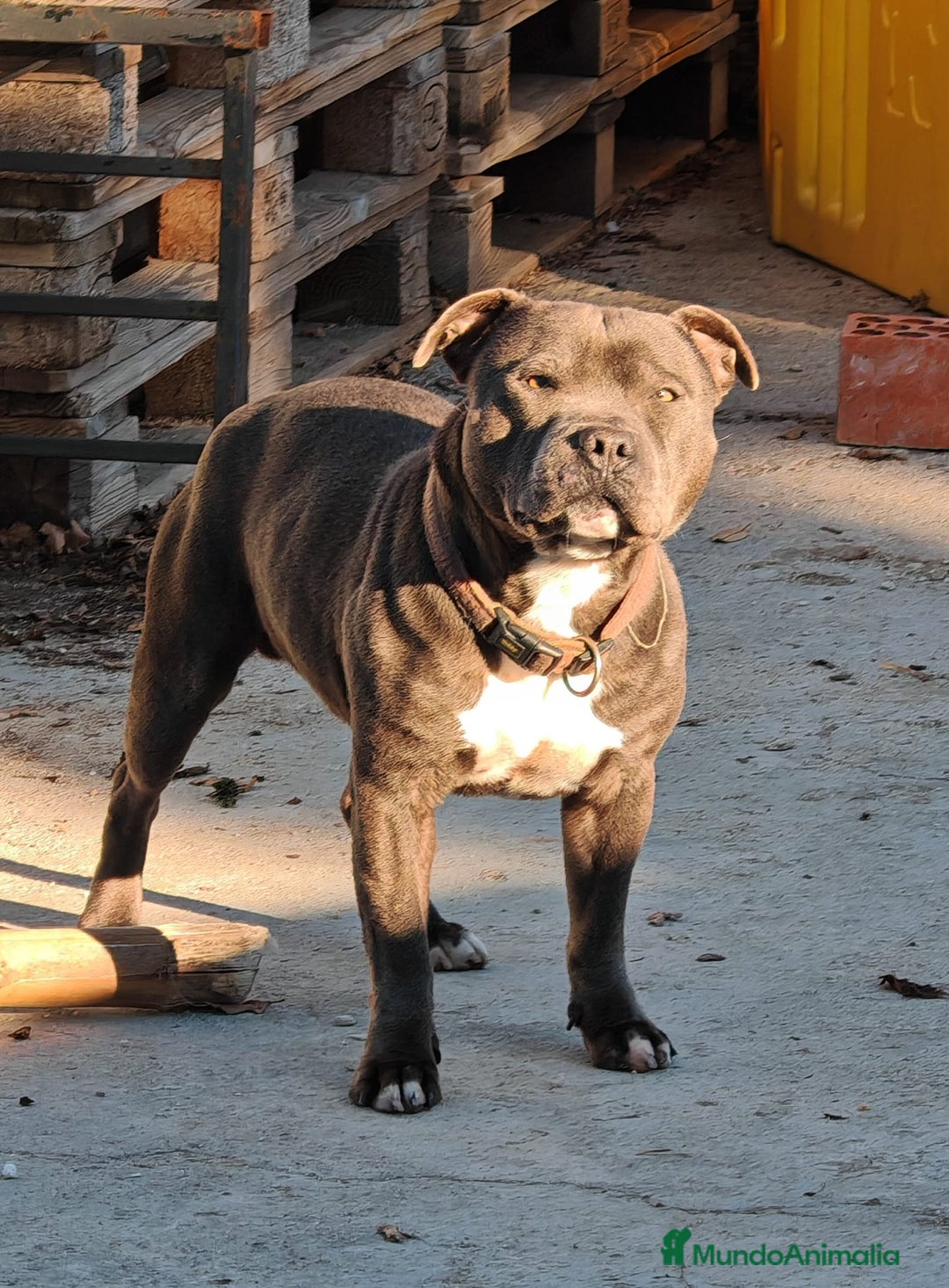 Staffordshire Bull Terrier perros en venta: Staffordshire bull terrier blue - Imagen 2
