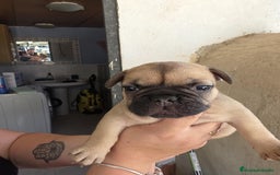 Bulldog Francés perros en venta: Bulldog francés  - Imagen 2