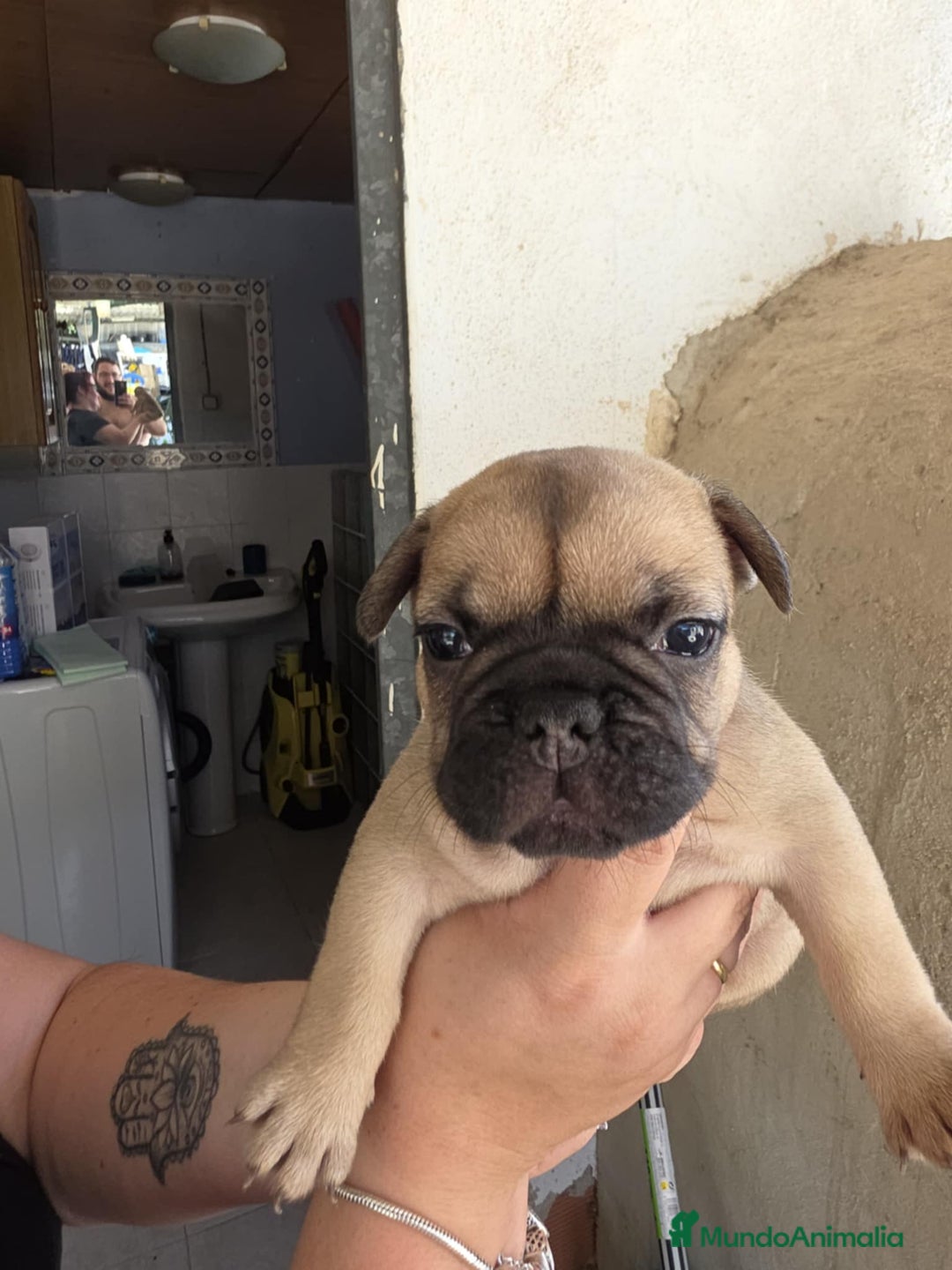 Bulldog Francés perros en venta: Bulldog francés  - Imagen 2