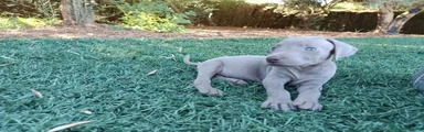 Weimaraner 1