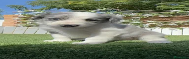 Border Collie 1