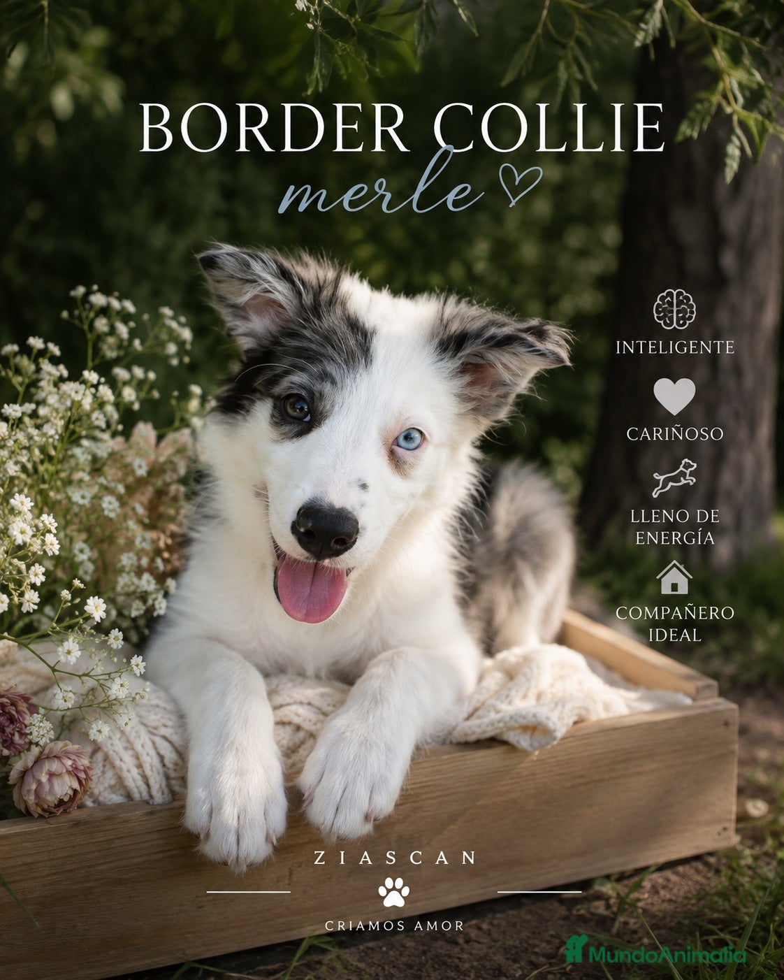 Border Collie perros Último Border Collie🖤🩶 - Anuncio 1