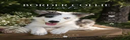 Border Collie perros en venta: Último Border Collie🖤🩶 - Anuncio 1