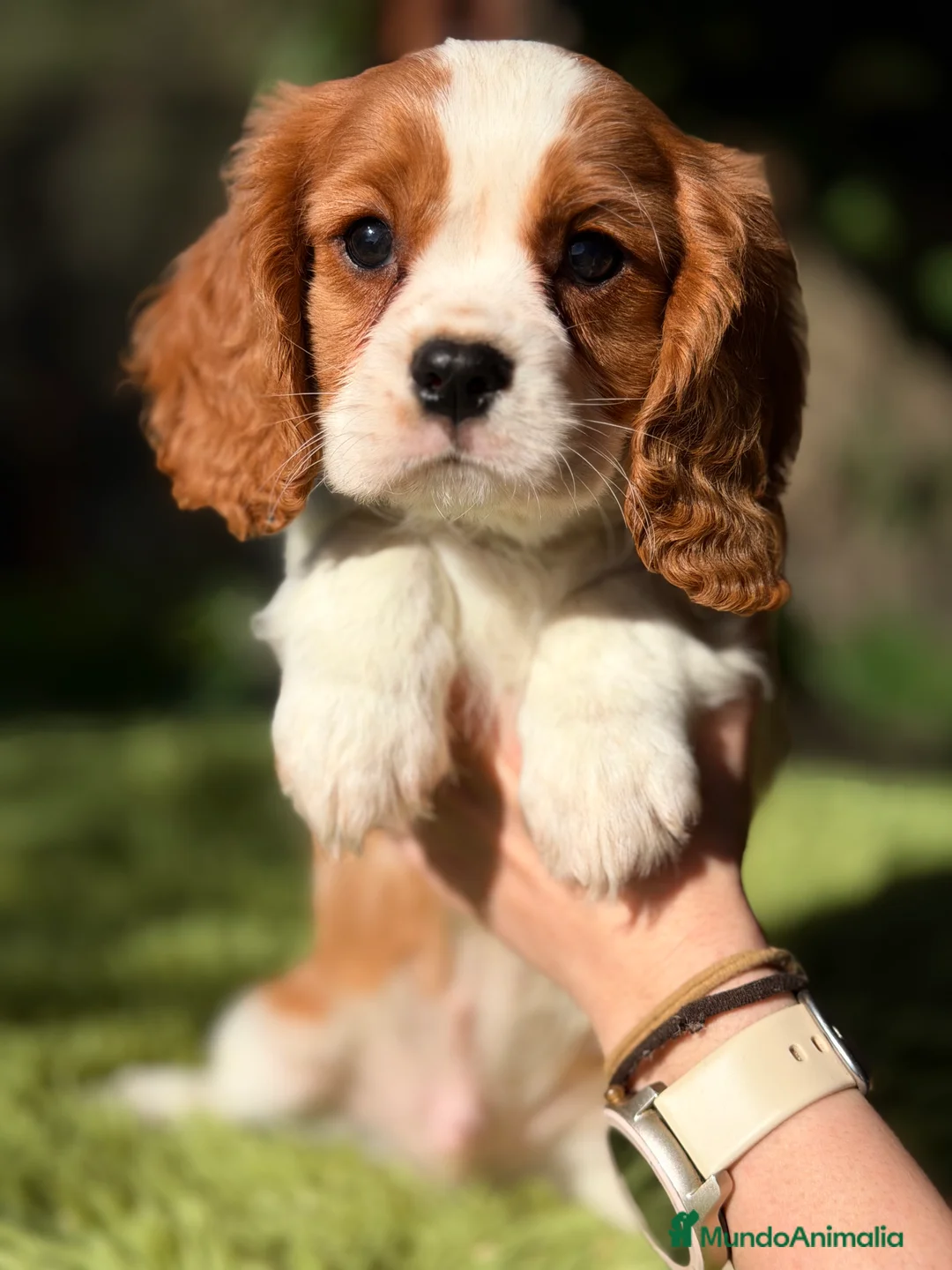 Cavalier King Charles Spaniel perros en venta: Cavalier color Blenheim  - Anuncio 5