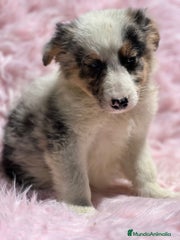 Border Collie Cachorro 6