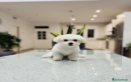 Bichón Maltés perros en venta: Cachorrito de bichon maltés de calidad - Imagen 4