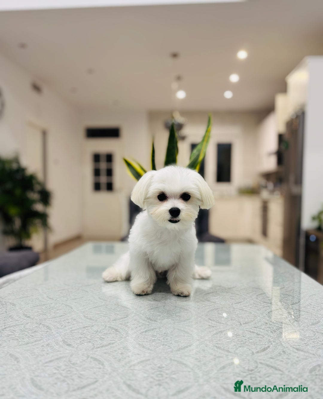 Bichón Maltés perros en venta: Cachorrito de bichon maltés de calidad - Imagen 4