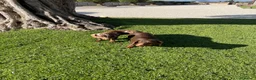 Teckel perros en venta: Cachorros de Teckel arlequín chocolate  - Anuncio 2