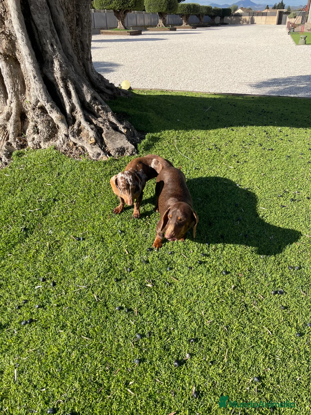 Teckel perros en venta: Cachorros de Teckel arlequín chocolate  - Anuncio 2