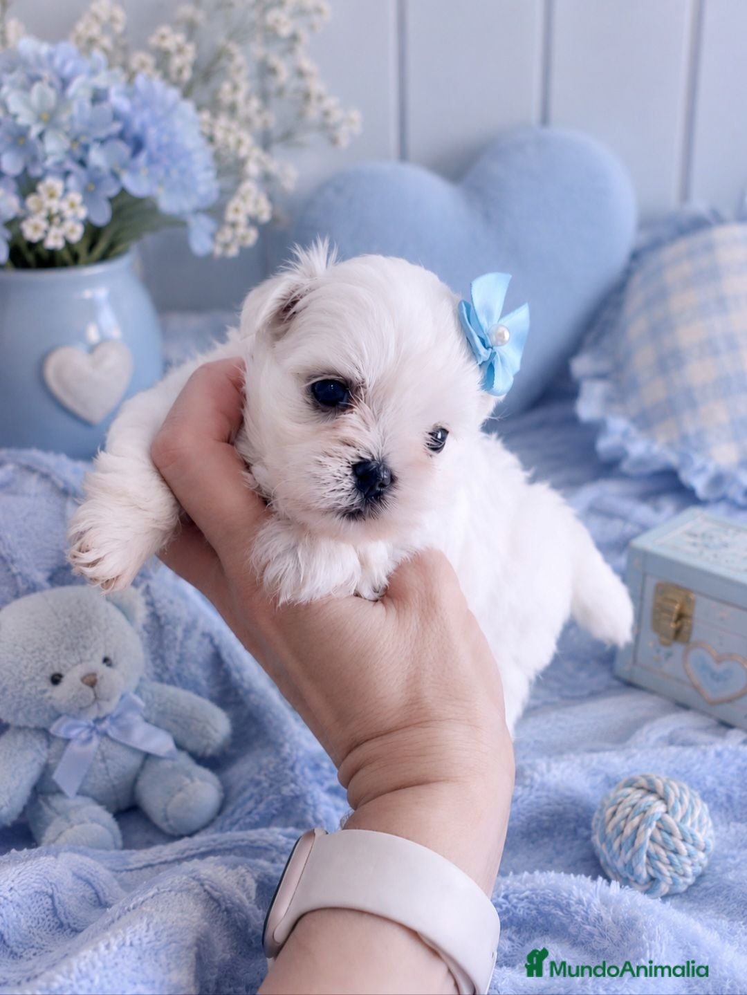 Bichón Maltés perros Bichon maltes coreano miniatura MÁXIMA CALIDAD  - Anuncio 36