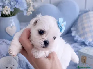 Bichón Maltés perros Bichon maltes coreano miniatura MÁXIMA CALIDAD - Anuncio 36