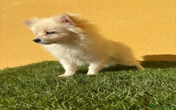 Pomerania perros en venta: Pomerania toy macho blanco  - Imagen 2