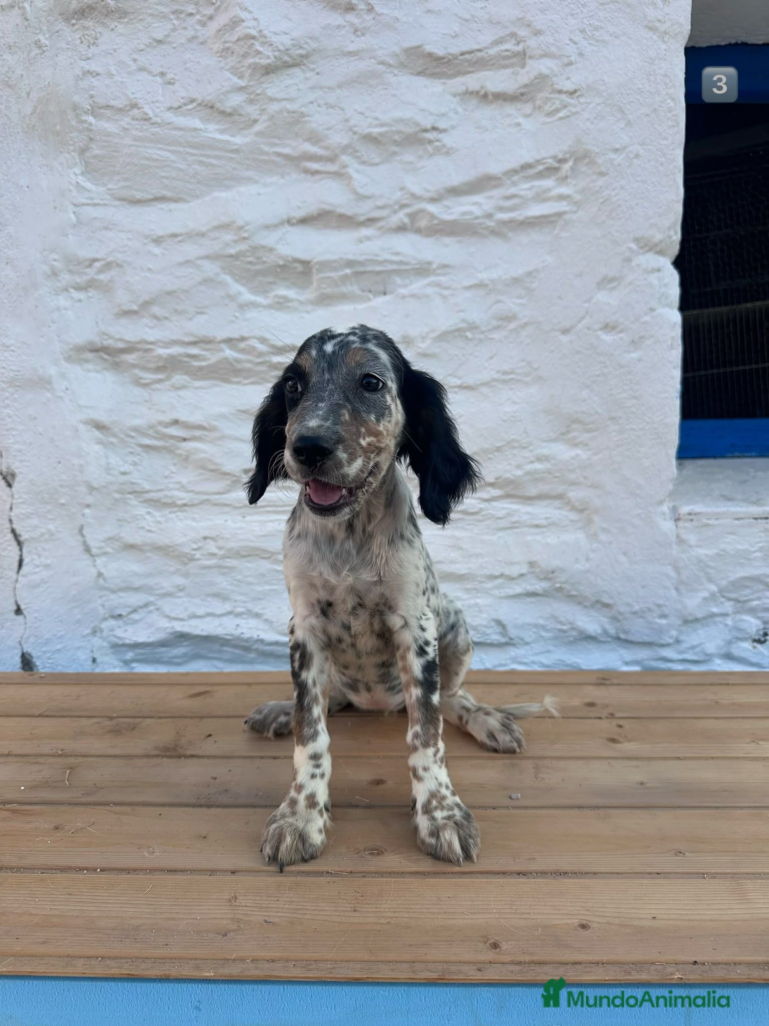 Setter Inglés perros Setter Ingles  - Anuncio 21