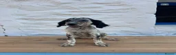 Setter Inglés perros en venta: Setter Ingles  - Anuncio 2