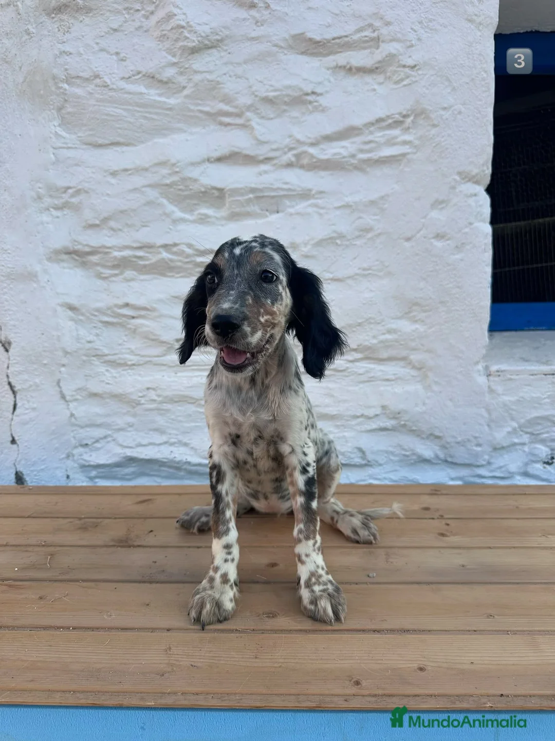 Setter Inglés perros en venta: Setter Ingles  - Anuncio 2