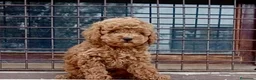 Caniche Toy perros en venta: Caniche - Anuncio 2