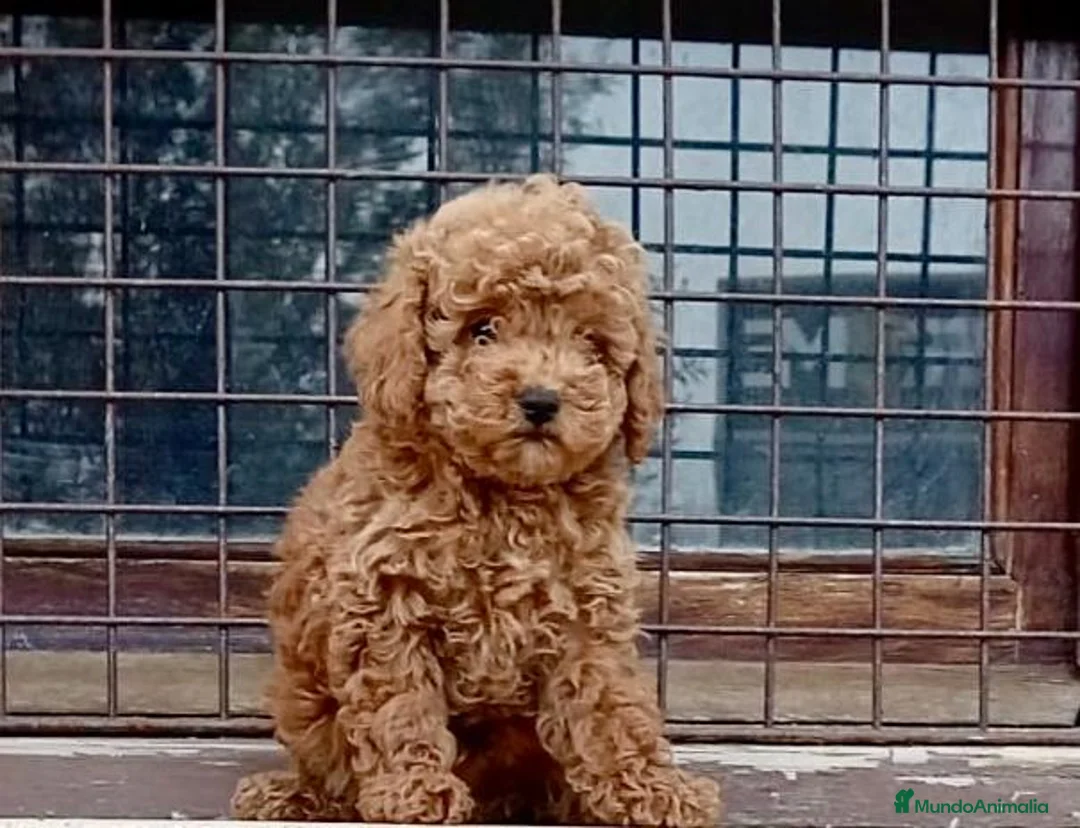 Caniche Toy perros en venta: Caniche - Anuncio 2