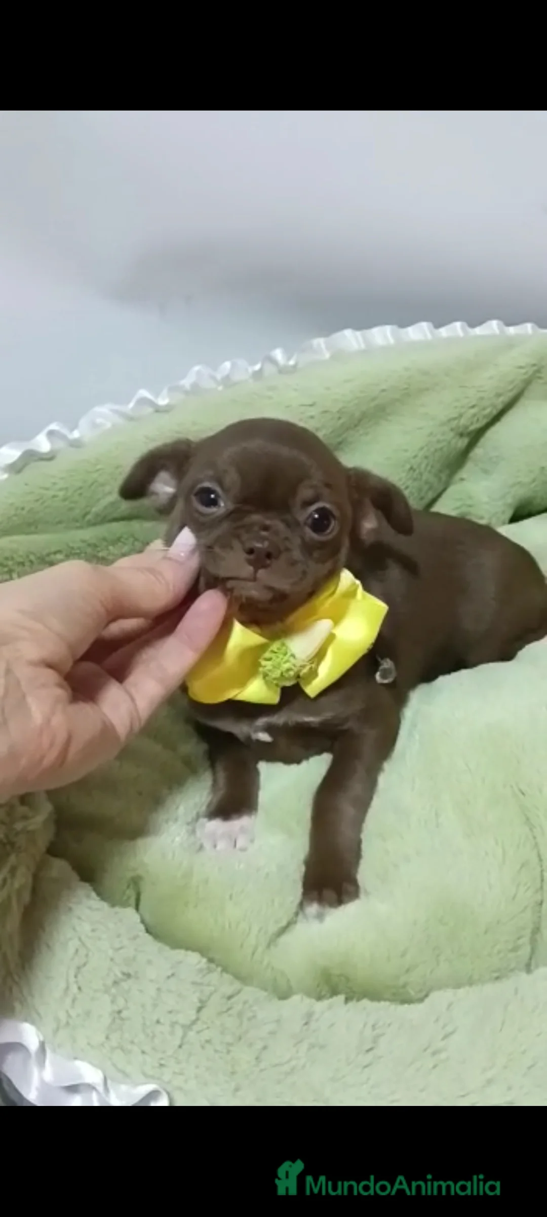 Chihuahua perros en venta: Chihuahuas miniatura  - Anuncio 3