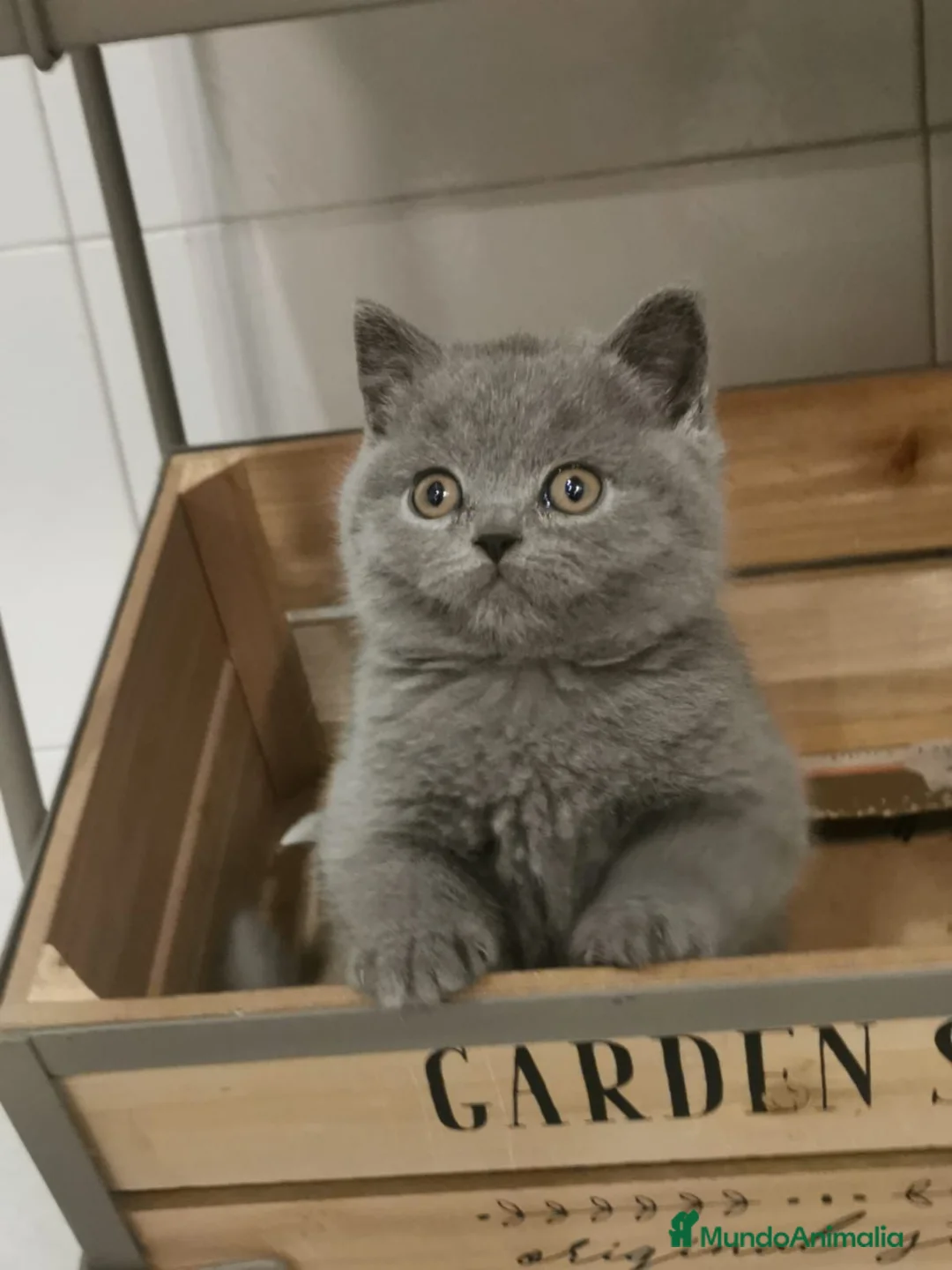 Británico de Pelo Corto Azul gatos en venta: Macho de British de Pelo Corto - Anuncio 1