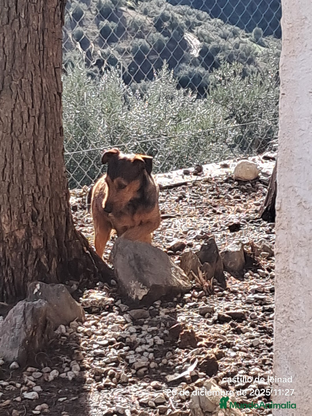 Raza Mixta perros en venta: Mestizo  - Anuncio 2