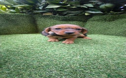 Teckel Miniatura perros en venta: teckel color jabali - Imagen 9
