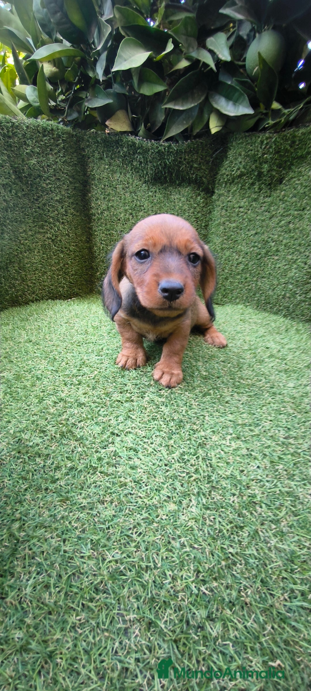 Teckel Miniatura perros en venta: teckel color jabali - Imagen 9