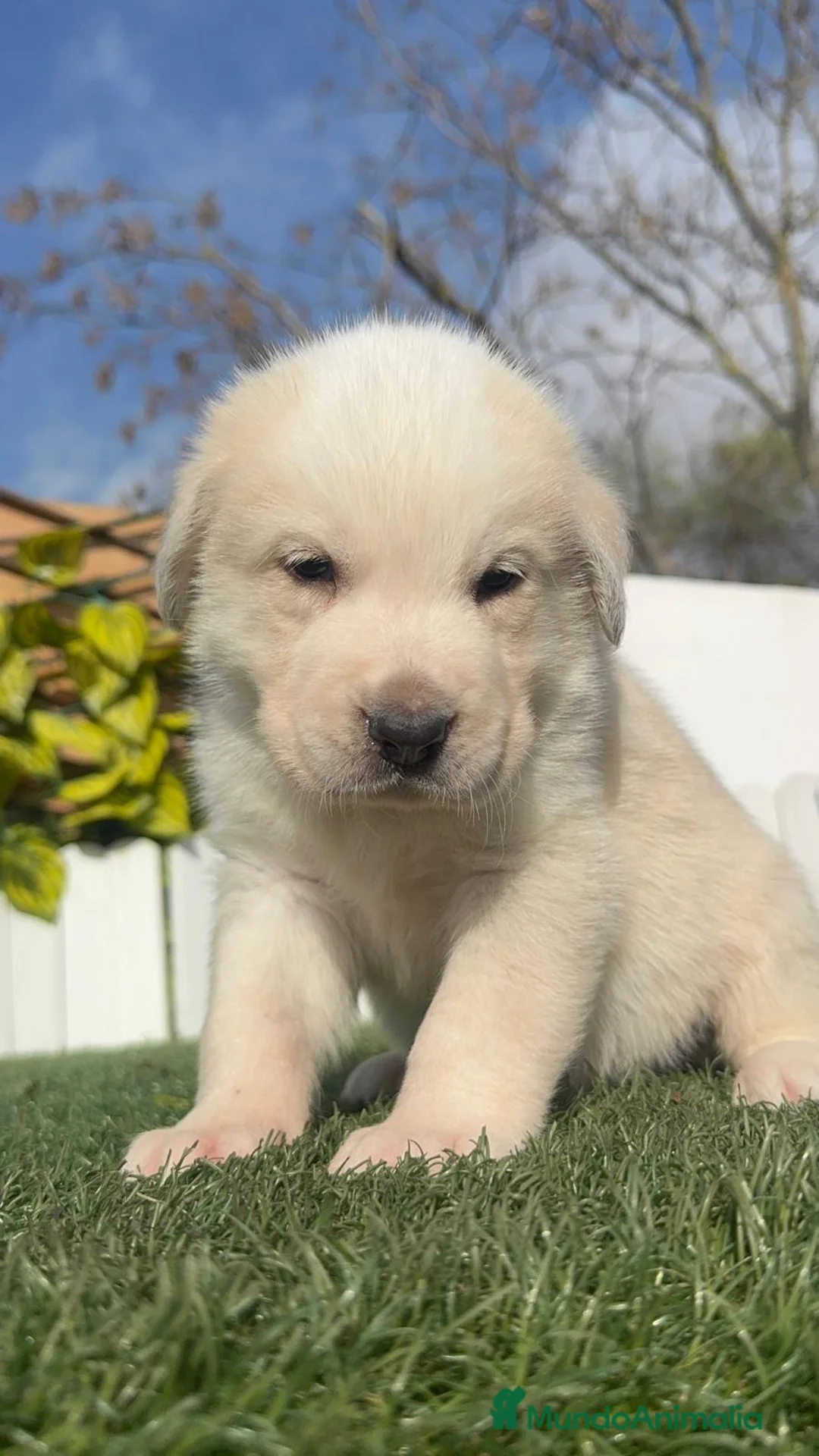 Mastín Español perros en venta: MASTIN ESPAÑOL - Anuncio 3