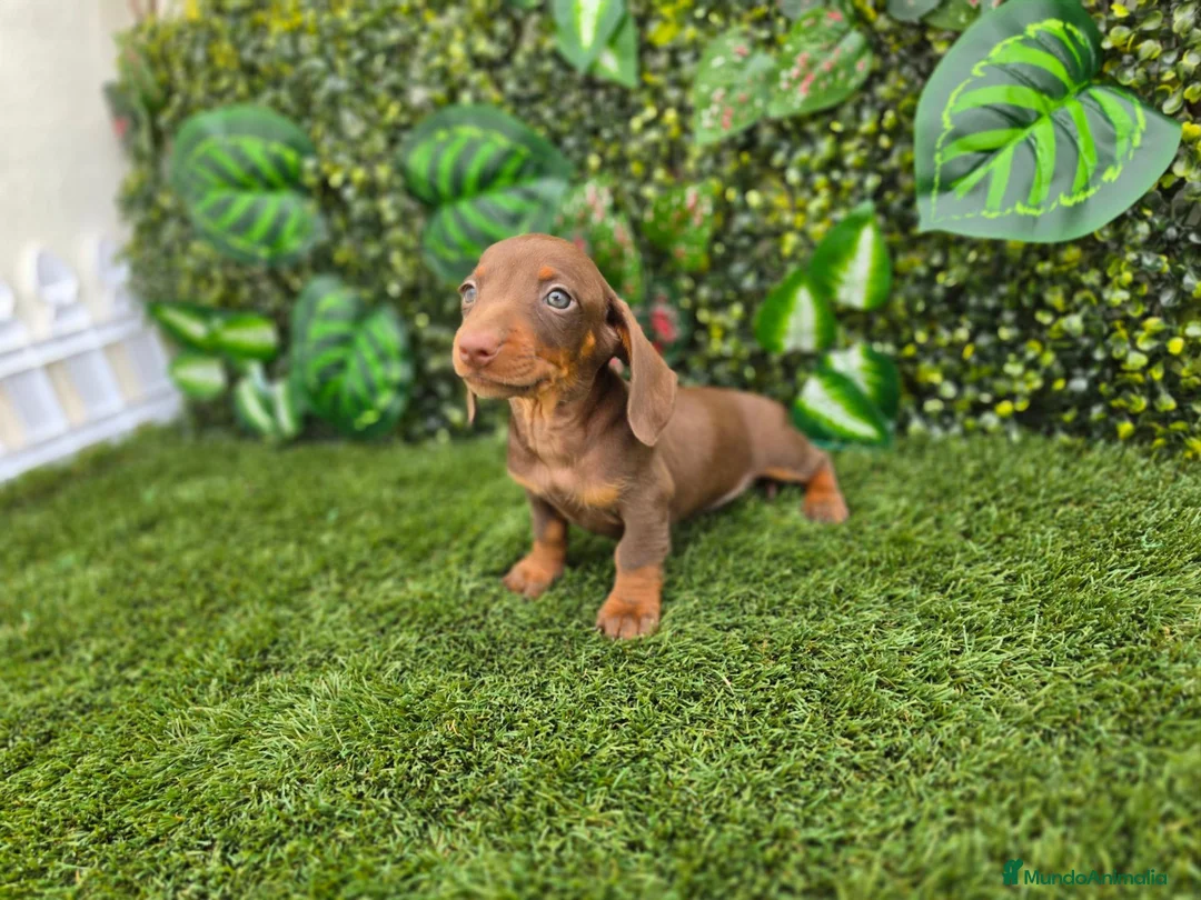 Teckel Miniatura perros en venta: TECKEL KANNINCHEN CHOCOLATE - Anuncio 1