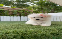 Bichón Maltés perros en venta: BICHON MALTES HEMBRA ENVIO A TODA ESPAÑA - Imagen 3