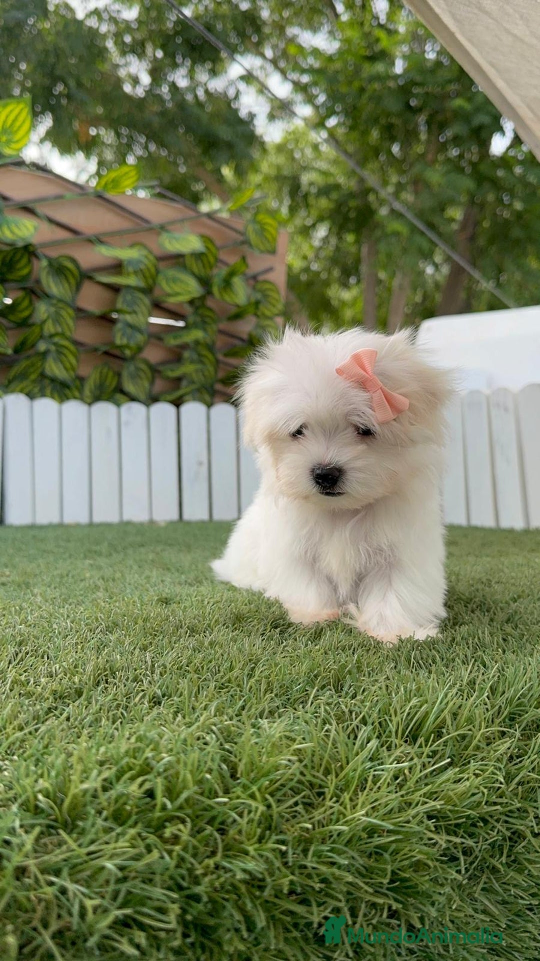 Bichón Maltés perros en venta: BICHON MALTES HEMBRA ENVIO A TODA ESPAÑA - Imagen 3