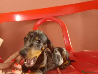 Teckel Miniatura perros Teckel arlequín miniatura - Anuncio 2