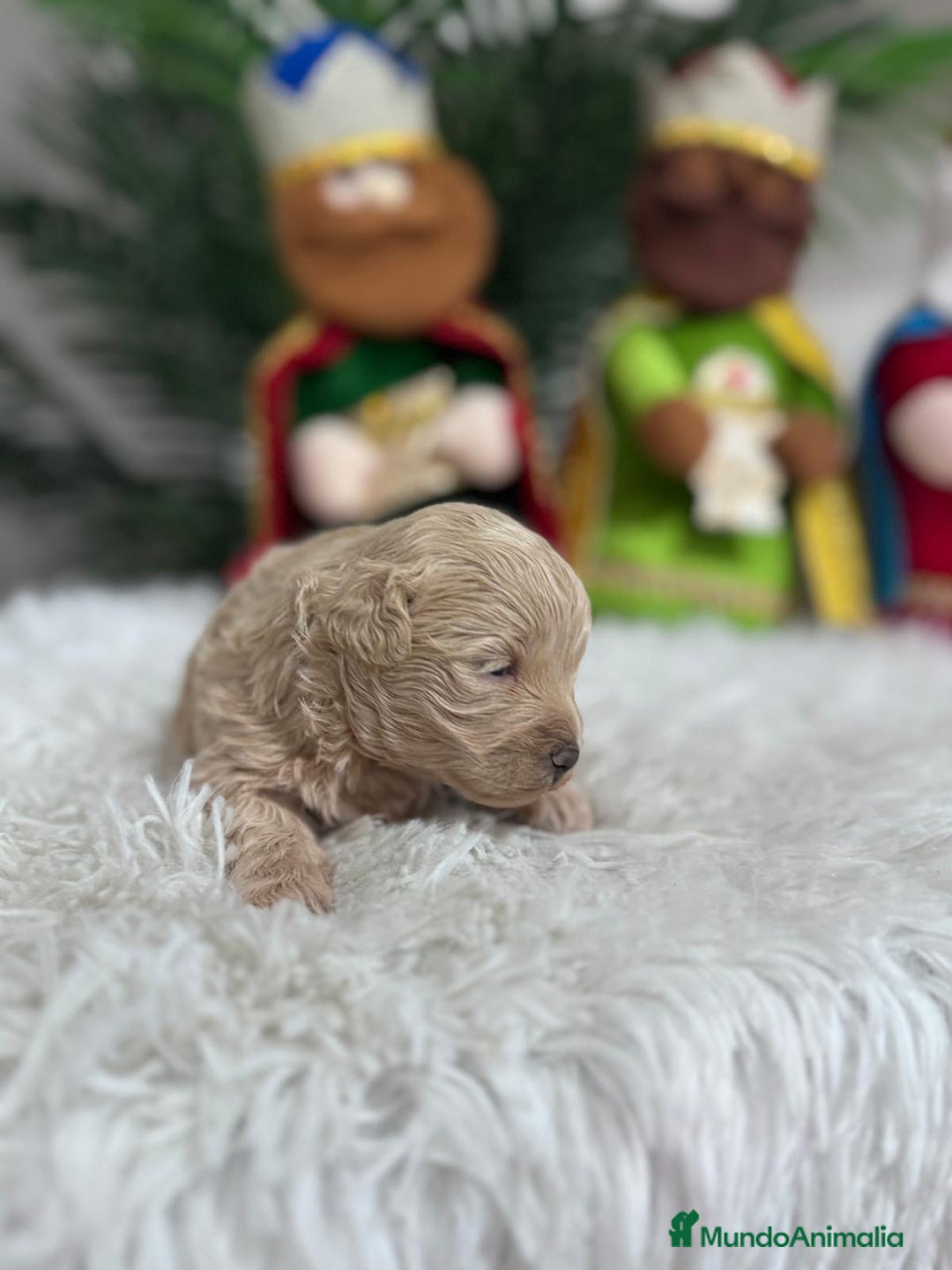 Maltipoo perros en venta: MALTIPOO MACHO - Anuncio 19